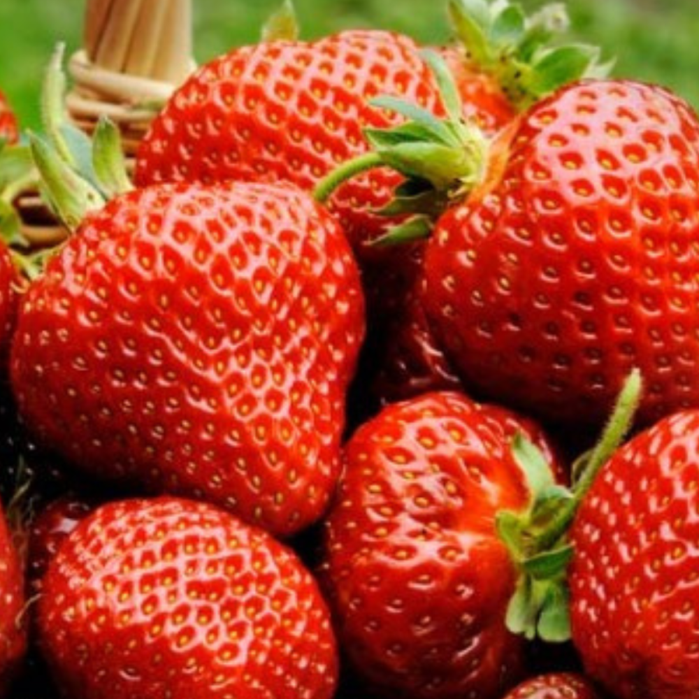 50buc. Pachet Stoloni Capsuni Albion [2]