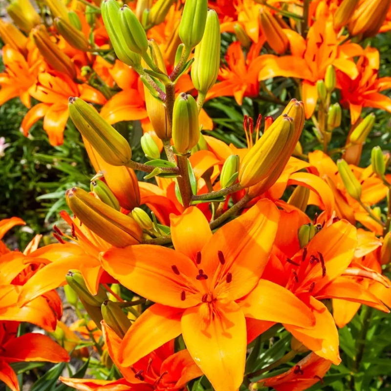 9buc. Pachet Bulbi Crini Mixt [4]