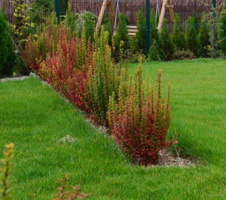 Berberis thunbergii ‘Erecta’ - Berberis ‘Erecta’ [1]