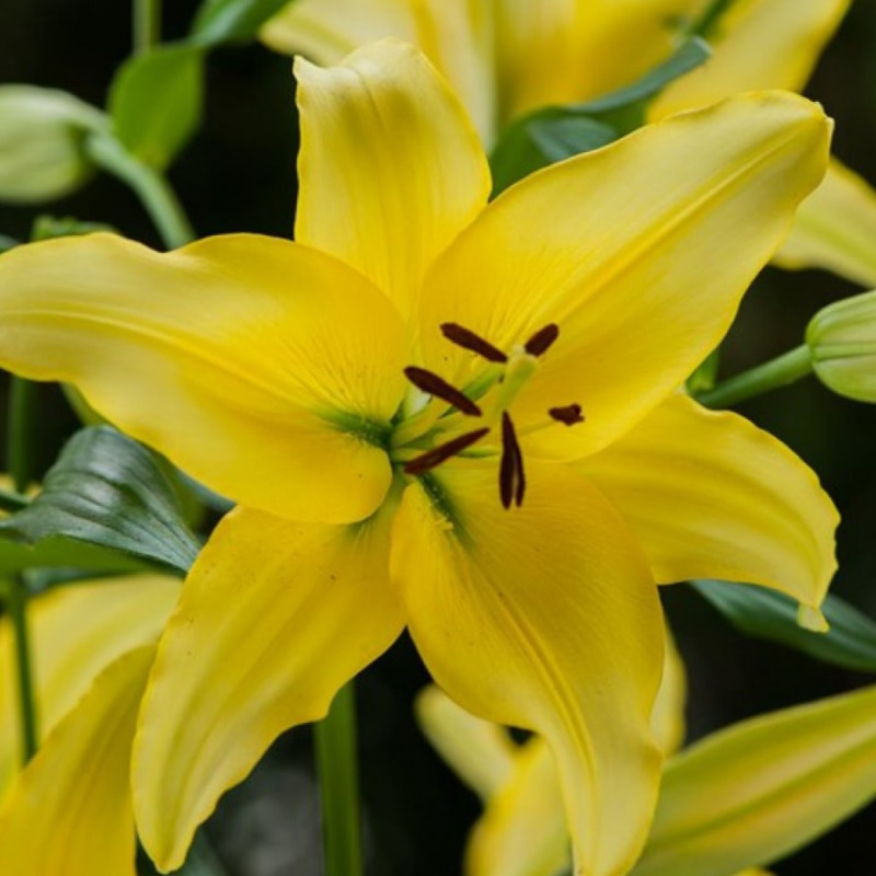 Bulbi Crini Asiatici Galbeni - Yellow Power (20/22) [2]