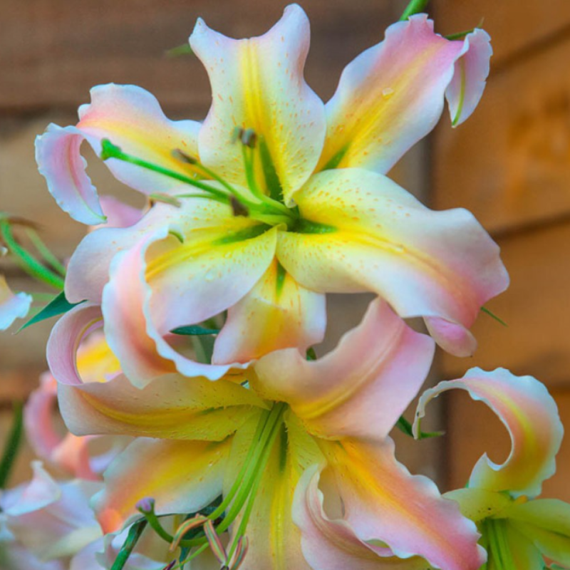 Bulbi Crini Orientali - Elusive (22/24) [3]