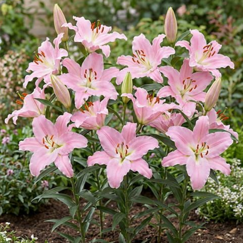 Bulbi Crini Orientali - Peninsula (18/20) [2]