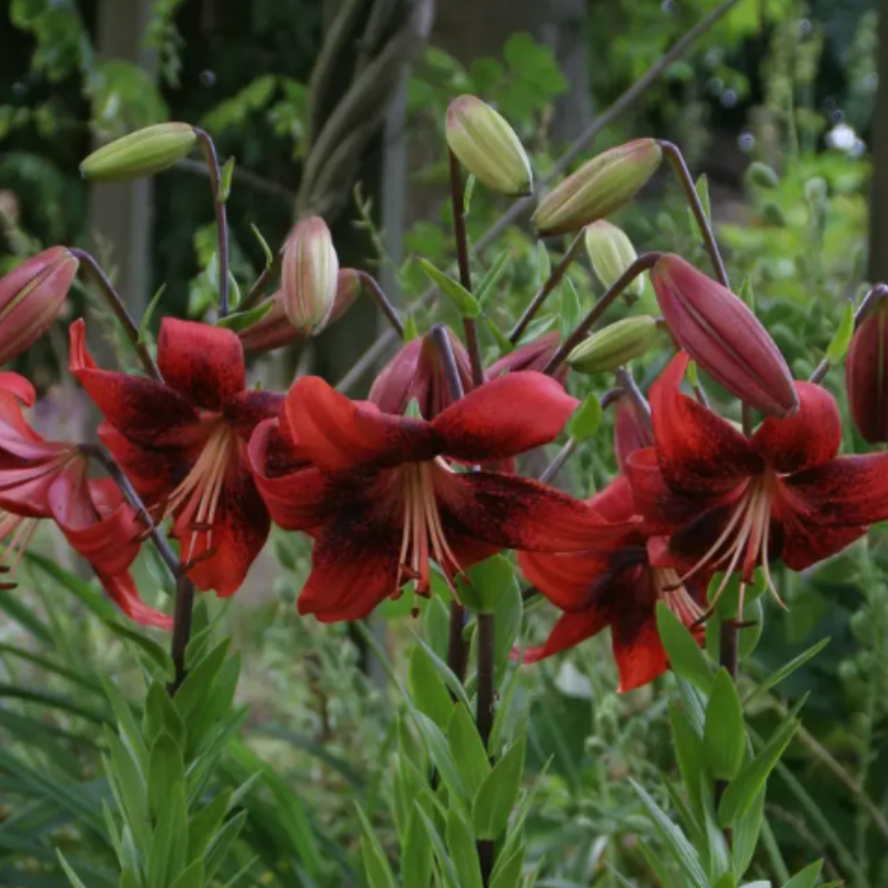 Bulbi Crini Tigru Roșii - Strawberry Event (18/20) [2]