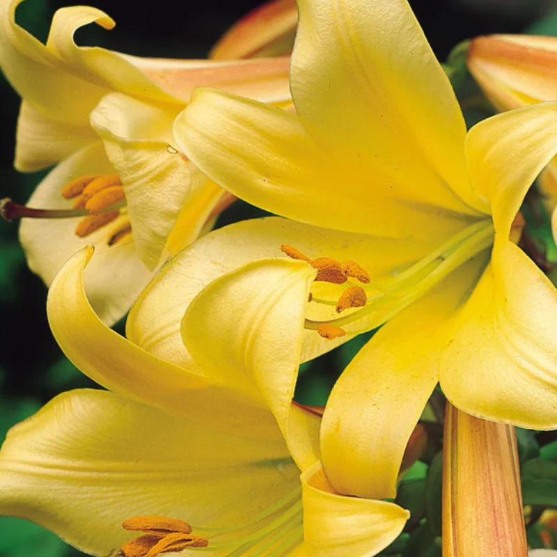 Bulbi Crini Trompetă Galbeni - Golden Splendor (22/24) [3]