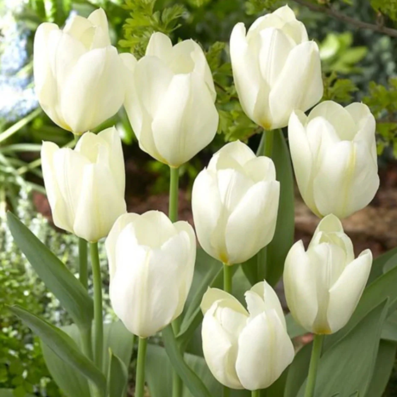 Bulbi Lalele Albe Timpurii - Purissima (White Emperor) [3]