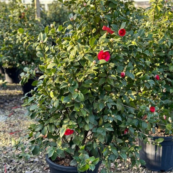 Camellia Japonica Black Lace Roșu - Plantă Ornamentală - Ghiveci [2]