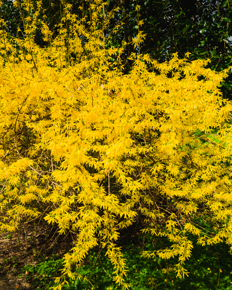 Forsythia - Ploaia de aur [4]