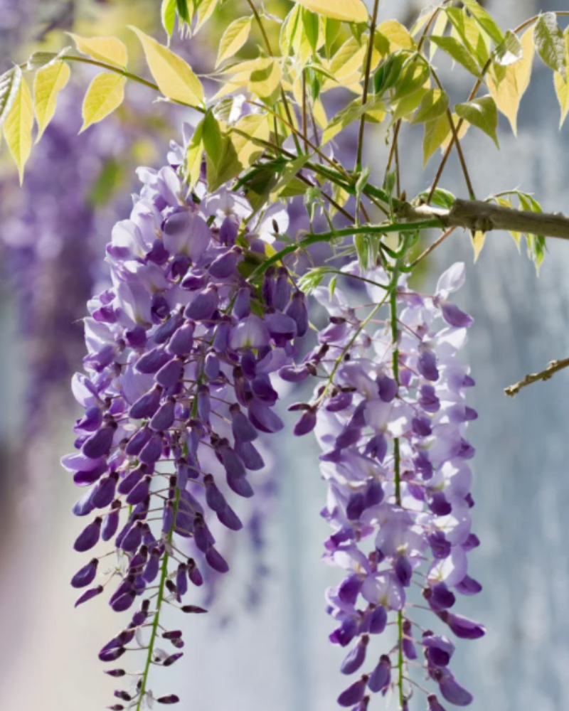 GLICINA – WISTERIA [2]