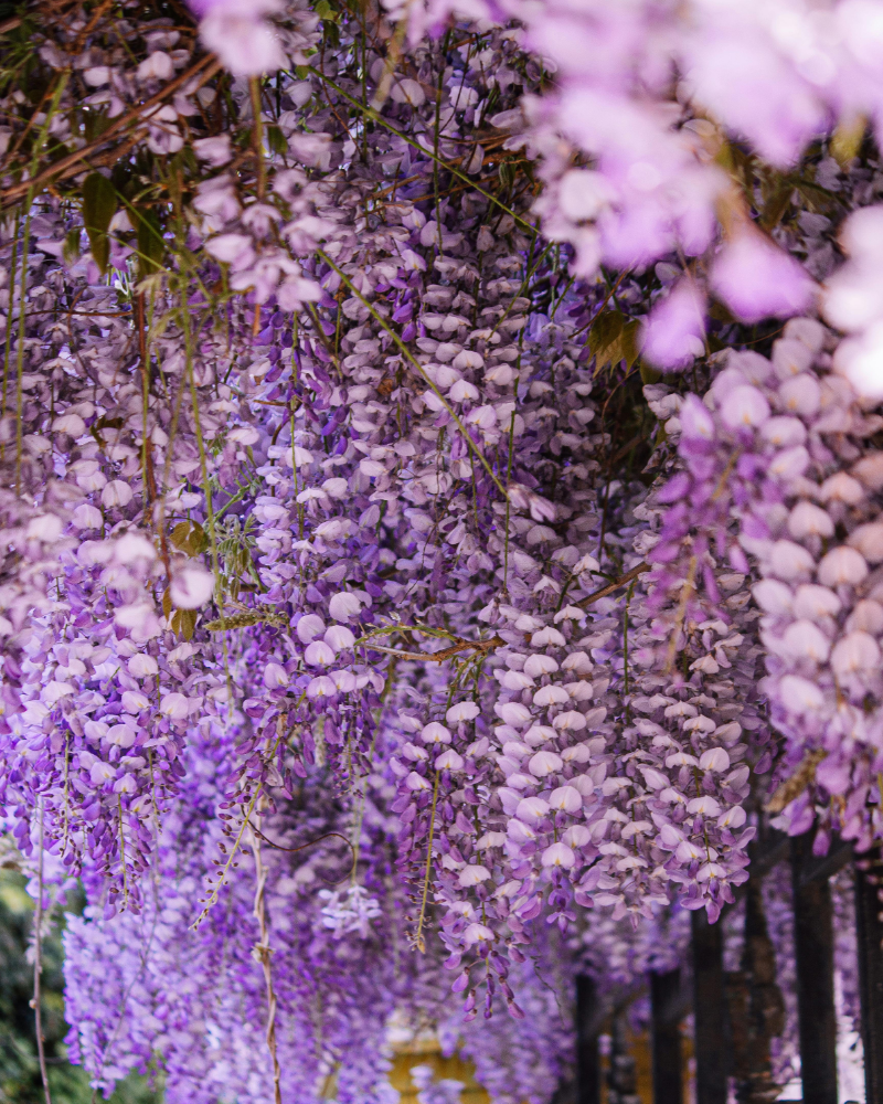 GLICINA – WISTERIA [3]