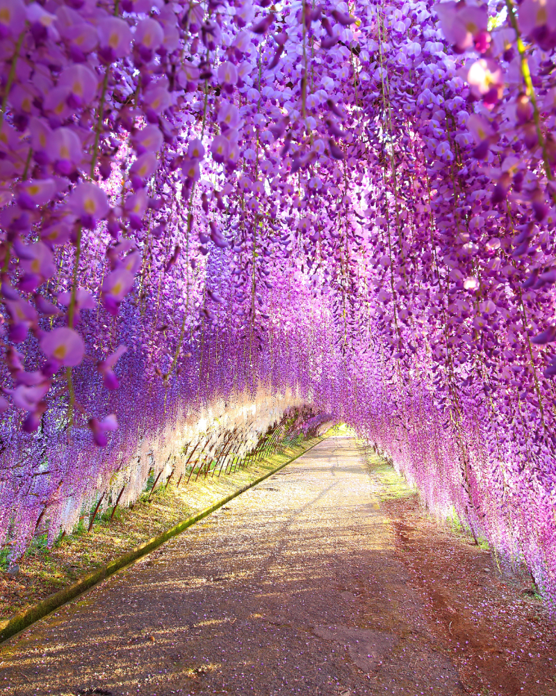 GLICINA – WISTERIA [4]