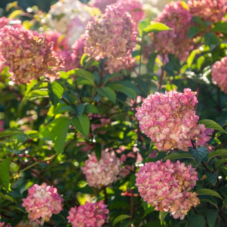 Hydrangea paniculata ‘Petite Cherry’ - Hortensia paniculată ‘Petite Cherry’ [1]