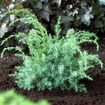 Juniperus chinensis ‘Blue Alps’ - Ienupar chinezesc ‘Blue Alps’ 5L [1]