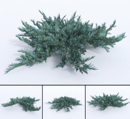 Juniperus horizontalis ‘Blue Chip’ - Ienupar orizontal ‘Blue Chip’ 5L [2]