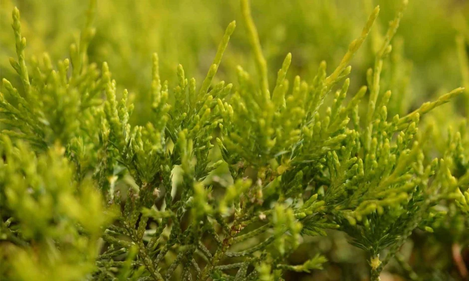 Juniperus media ‘Gold Coast’ - Ienupar mediu ‘Gold Coast’ 5L [1]