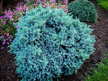 Juniperus squamata ‘Blue Star’ - Ienupar pitic ‘Blue Star’ 5L [2]