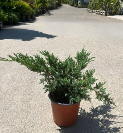 Juniperus squamata ‘Holger’ - Ienupar pitic ‘Holger’ [1]