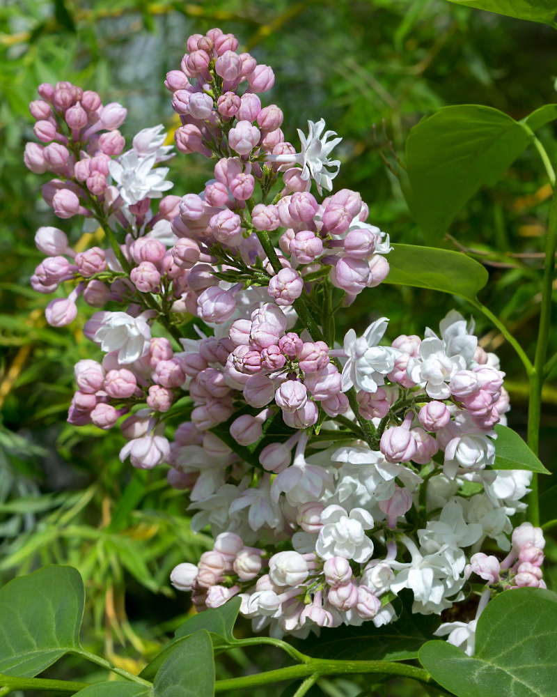 Liliac Alb Roz [2]