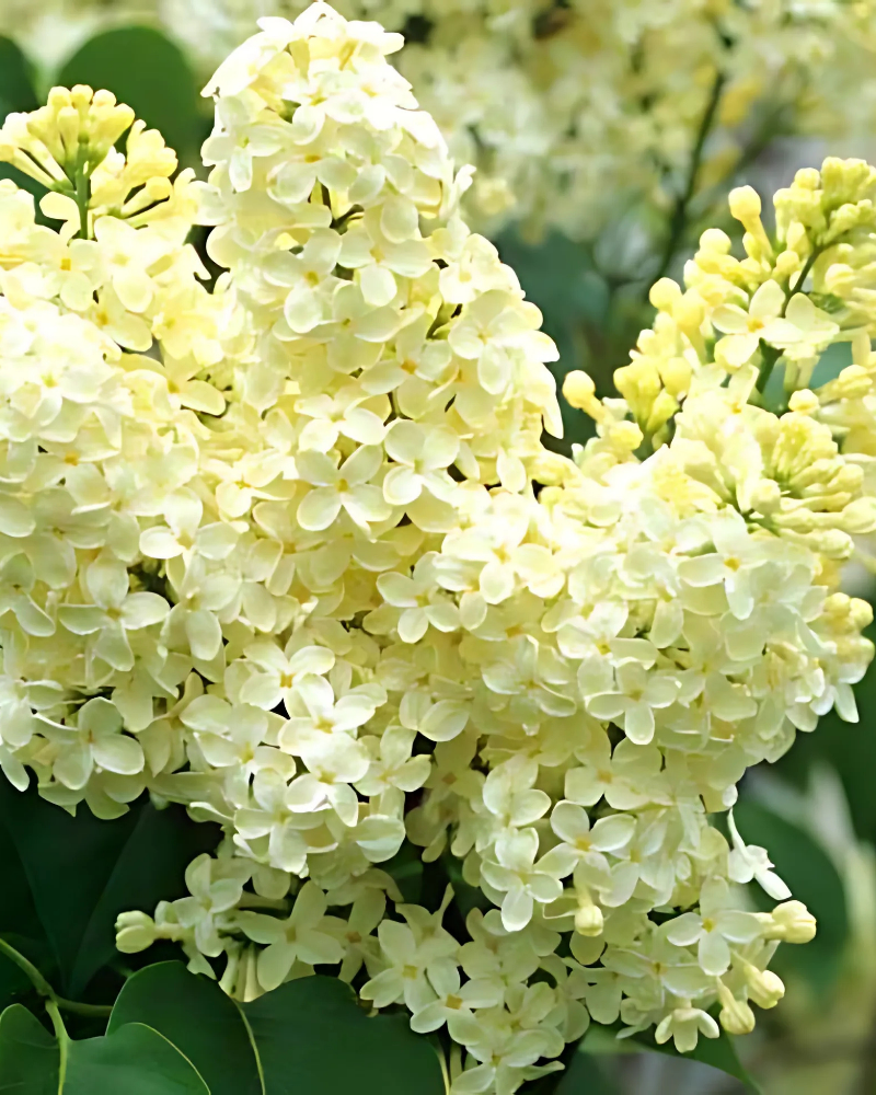 Liliac galben [1]