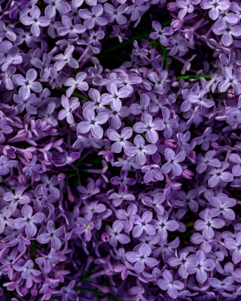 Liliac mov inchis - Buddleja Black Knight [2]