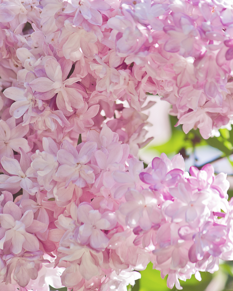 Liliac Roz [2]