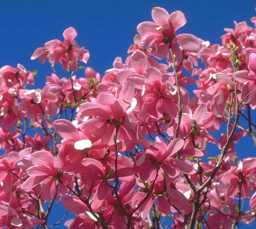 Magnolia Galaxy [1]