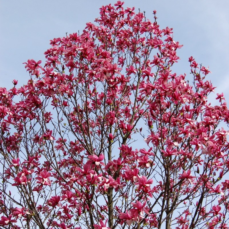 Magnolia Galaxy [2]