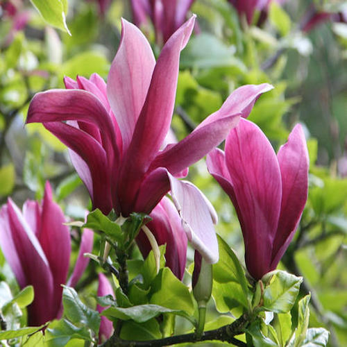 Magnolia liliflora Magnolia purpurie Nigra [1]