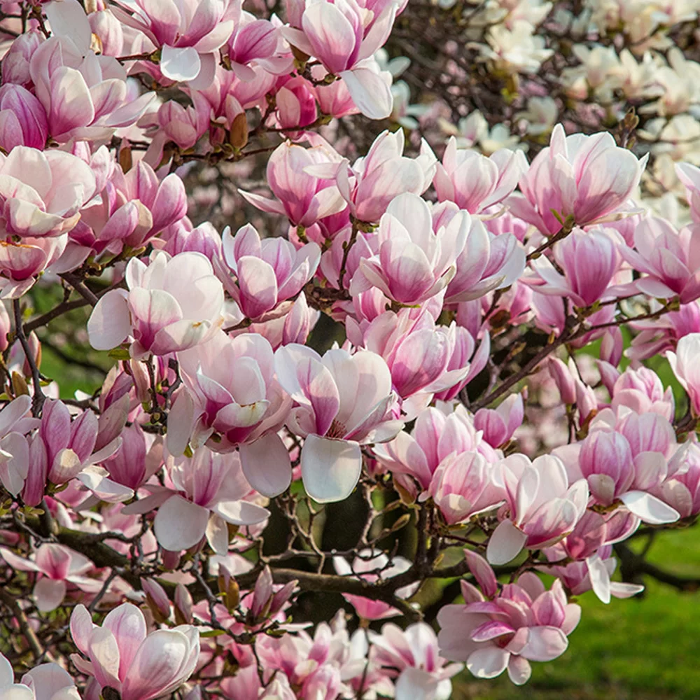 Magnolia soulangeana ‘Heaven Scent’ - Magnolia soulangeana „Parfumul raiului” [1]