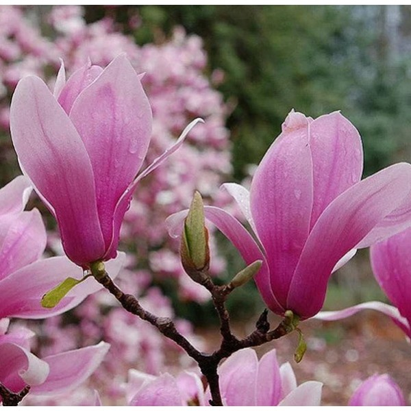Magnolia soulangeana ‘Verbanica’ [1]