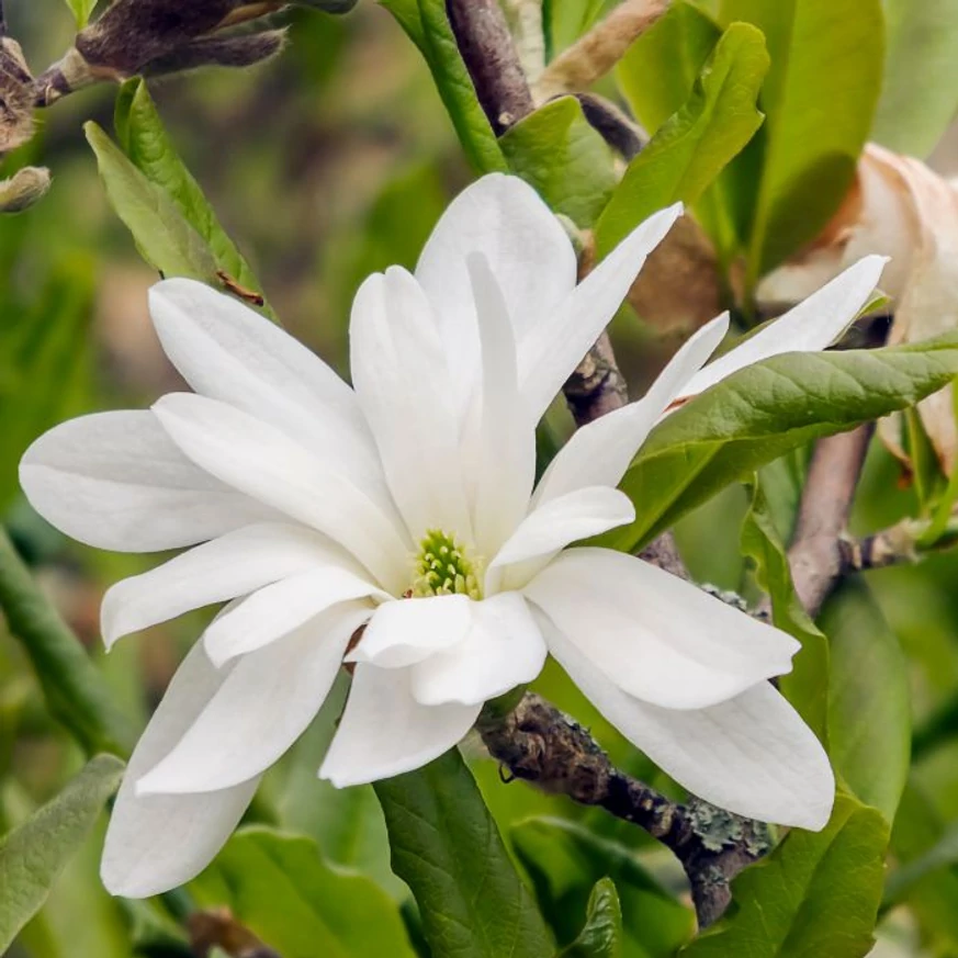 Magnolia stellata- Magnolia stelată [1]