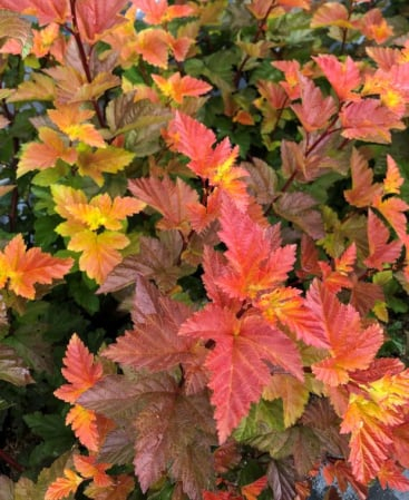 Physocarpus opulifolius ‘Magic Ball’- Fisocarpus ‘Magic Ball’ [1]