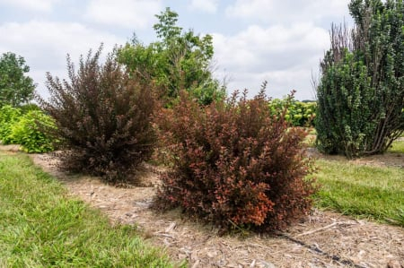 Physocarpus opulifolius ‘Spicy Devil’ - Fisocarpus ‘Spicy Devil’ [2]