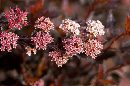 Physocarpus opulifolius ‘Spicy Devil’ - Fisocarpus ‘Spicy Devil’ [1]