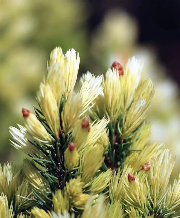 Picea glauca ‘Daisy’s White’ - Brad alb ‘Daisy’s White’ [1]