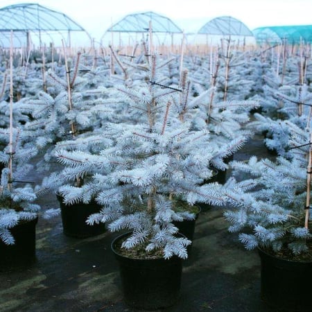 Picea pungens ‘Edith’ - Brad albastru ‘Edith’ [1]