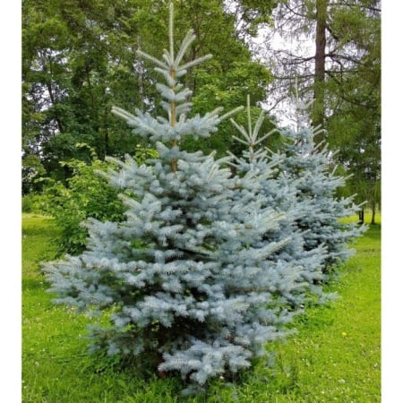 Picea pungens ‘Edith’ - Brad albastru ‘Edith’ [2]