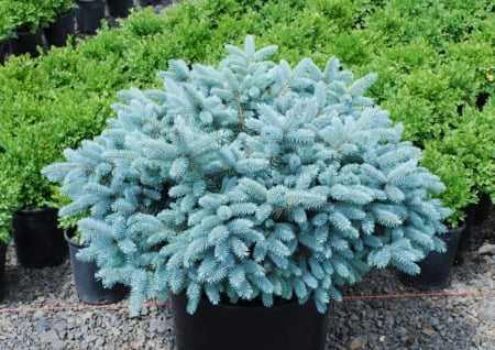 Picea pungens ‘Glauca Globosa’ - Brad albastru globular ‘Glauca Globosa’ 10L [2]