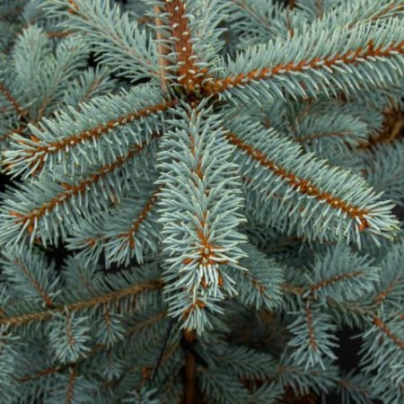 Picea pungens ‘Iseli Fastigiate’ - Brad albastru ‘Iseli Fastigiate’ 100-120 cm [1]