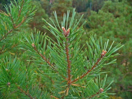Pinus sylvestris - Pin silvestru 80 - 100 cm [2]