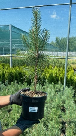 Pinus sylvestris - Pin silvestru 80 - 100 cm [1]
