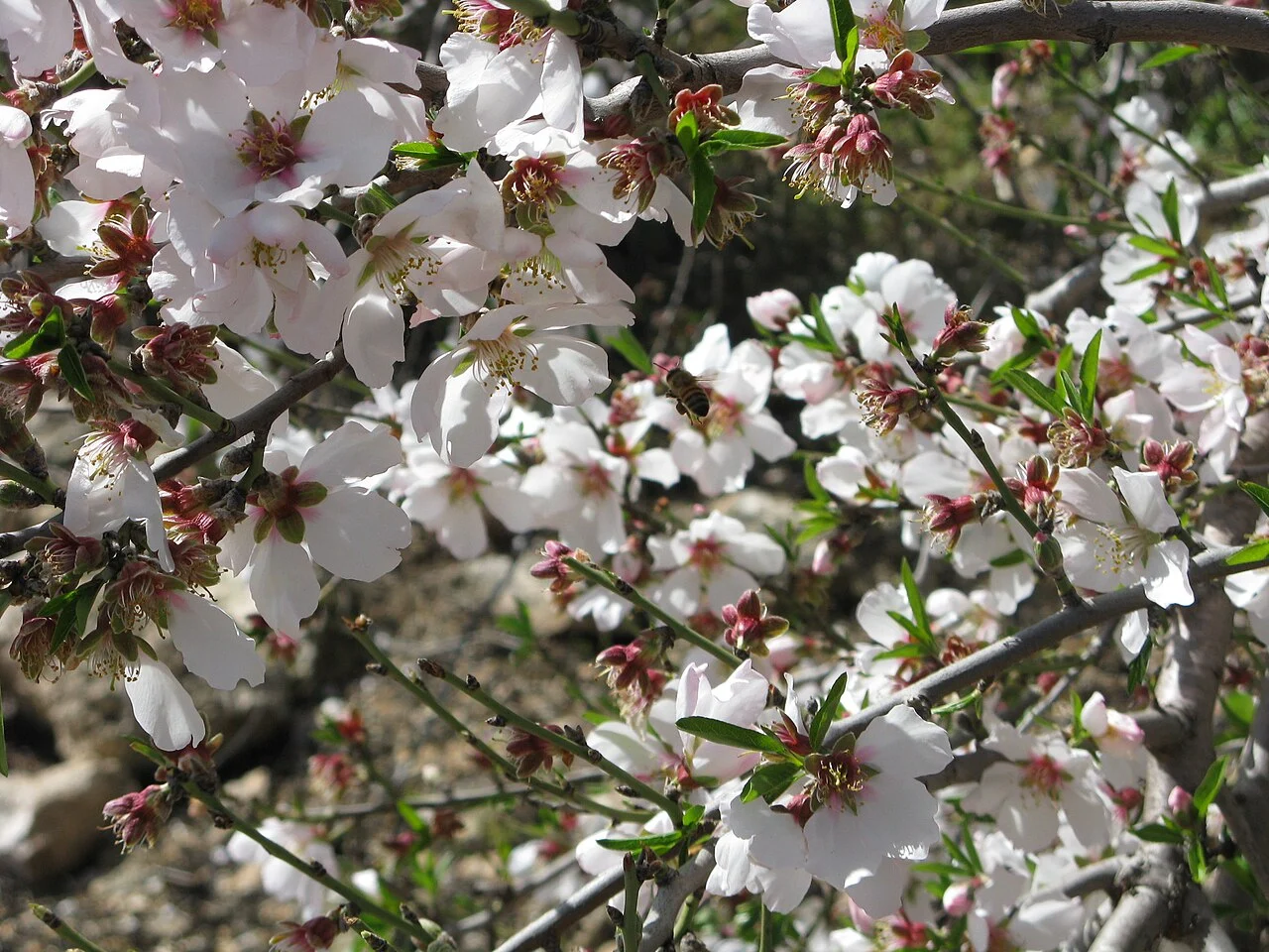 Prunus Amygdalus (Migdal Ornamental) - la Ghiveci [2]
