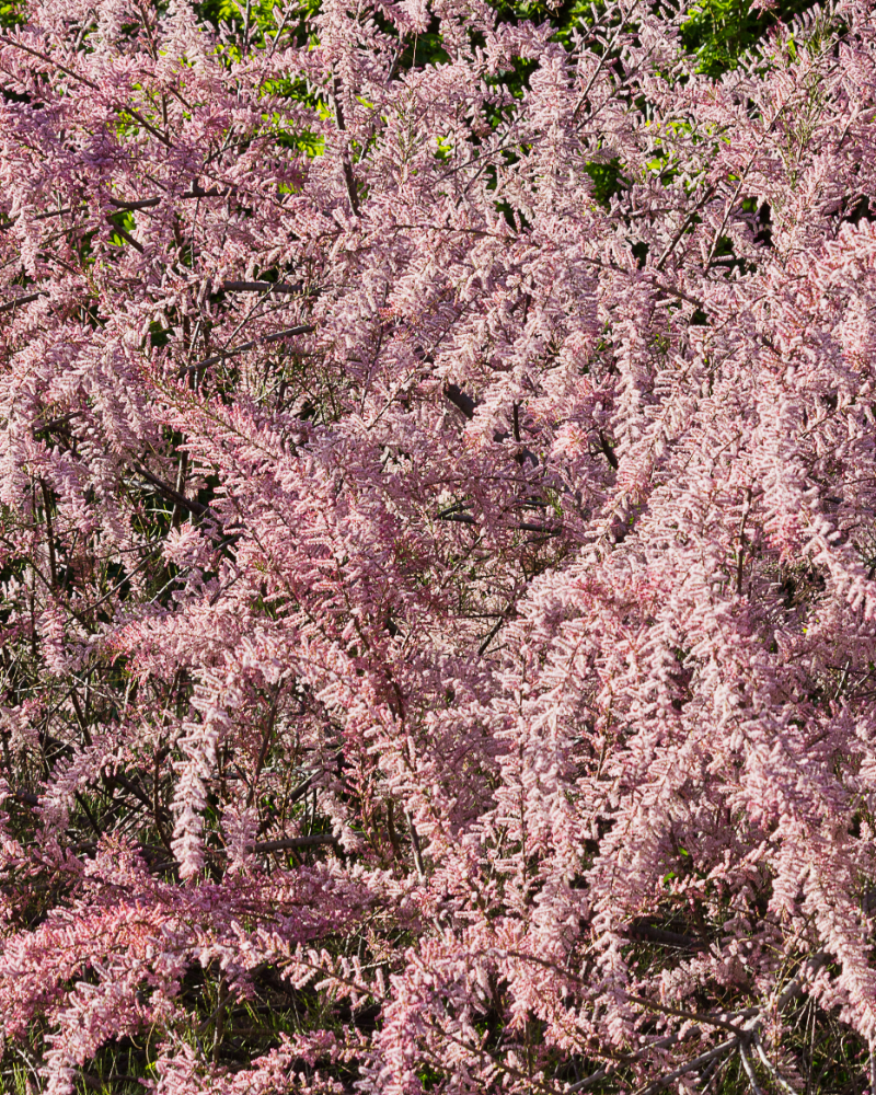 Tamarix [2]