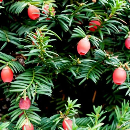 Taxus media ‘Hicksii’ - Tisă medie ‘Hicksii’ 80 - 100 cm [1]