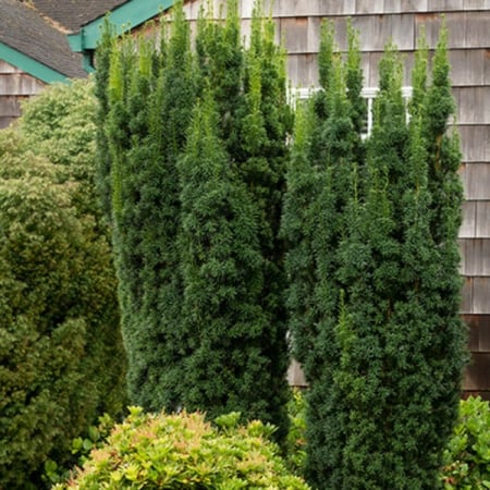 Taxus media ‘Hicksii’ - Tisă medie ‘Hicksii’ 80 - 100 cm [2]