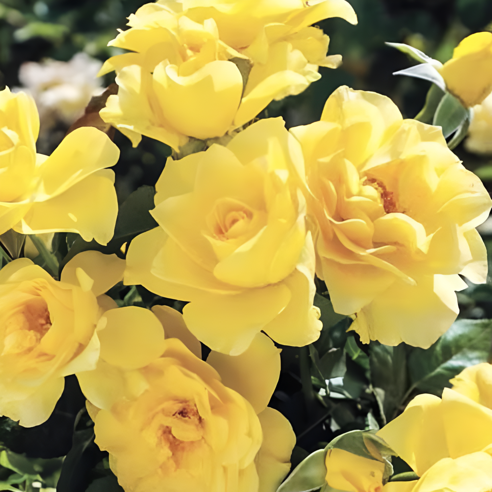 Trandafir Copac Roze Pienna Galben [3]