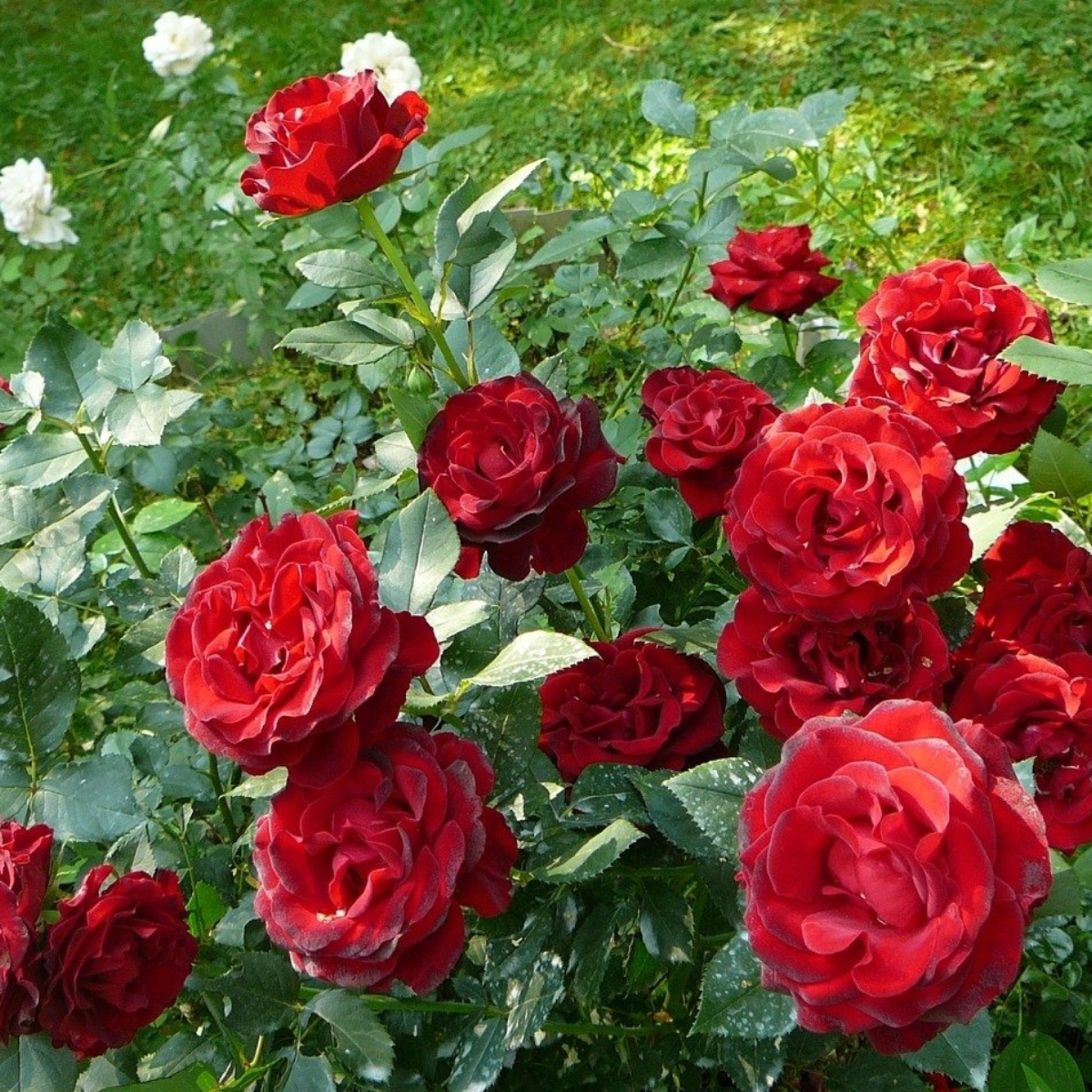 Trandafir Copac Roze Pienna Wielkoflora [2]