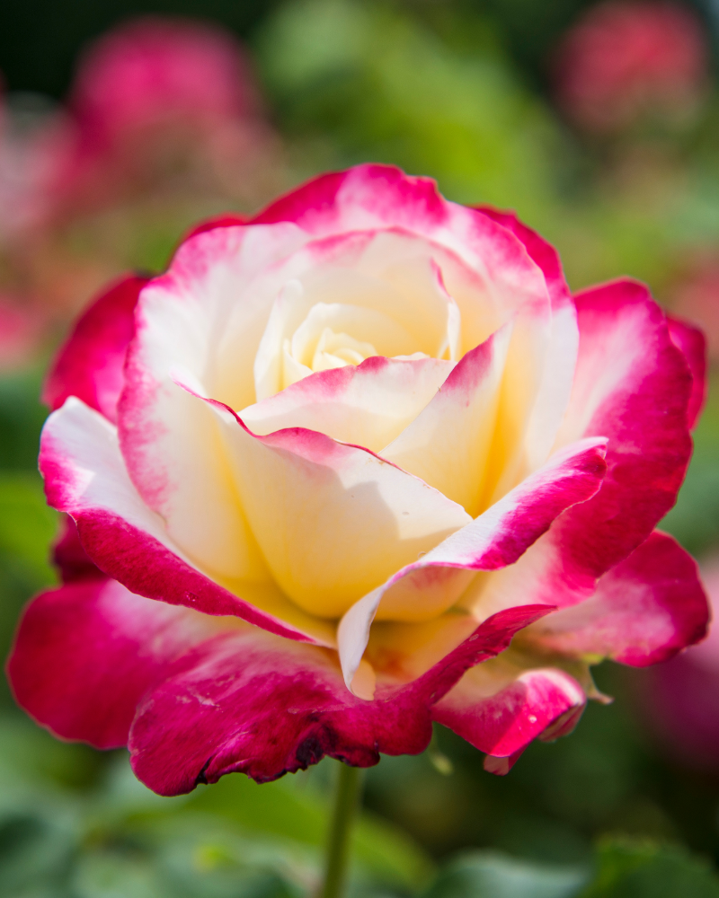 Trandafir Double Delight [3]