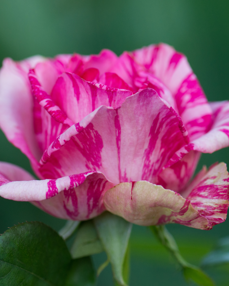 Trandafir Pink Intuition [2]