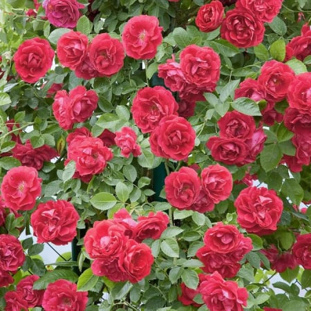 Trandafir Pomișor Plângător Roșu [2]