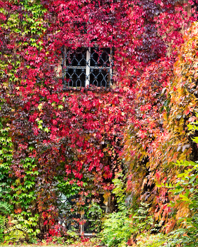 VITA DE VIE ORNAMENTALA - Parthenocissus Quinquefolia [2]